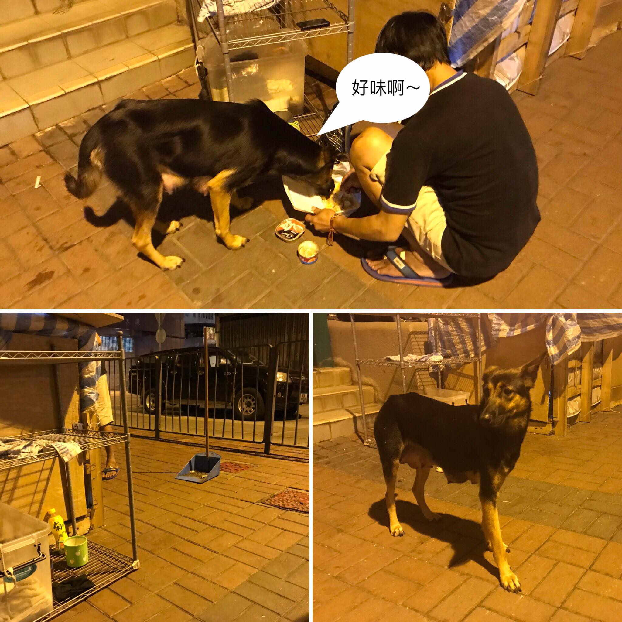 南京流浪狗领养中心_南京流浪狗吧_南京流浪狗收留所
