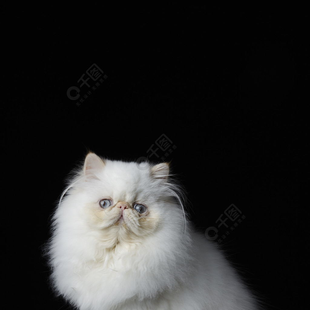 小猫可爱的英语_可爱小猫咪英文怎么说_hi,这有一只可爱的小猫咪 用英语怎么说
