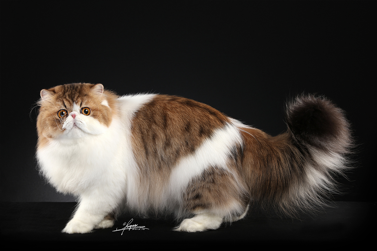 可爱小猫咪英文怎么说_hi,这有一只可爱的小猫咪 用英语怎么说_小猫可爱的英语