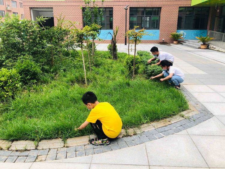 在学校大扫除作文_学校扫除作文300字_扫除作文学校大树怎么写