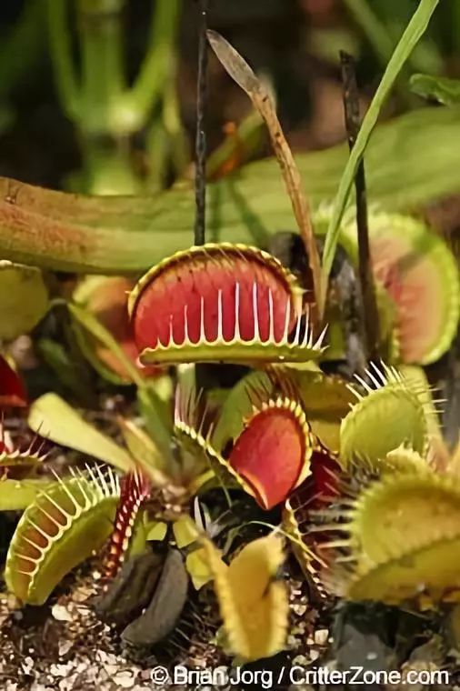 植物大战虫子小游戏_植物大战虫子下载_虫子大作战小游戏
