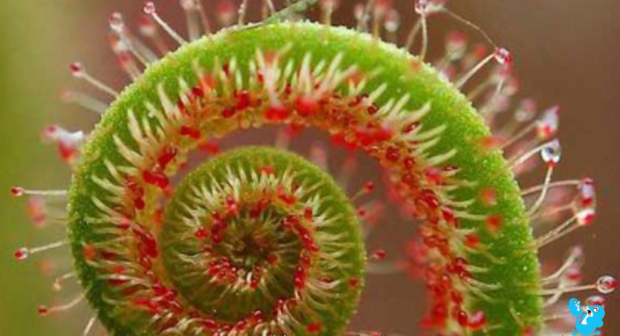 植物大战虫子下载_植物大战虫子小游戏_虫子大作战小游戏