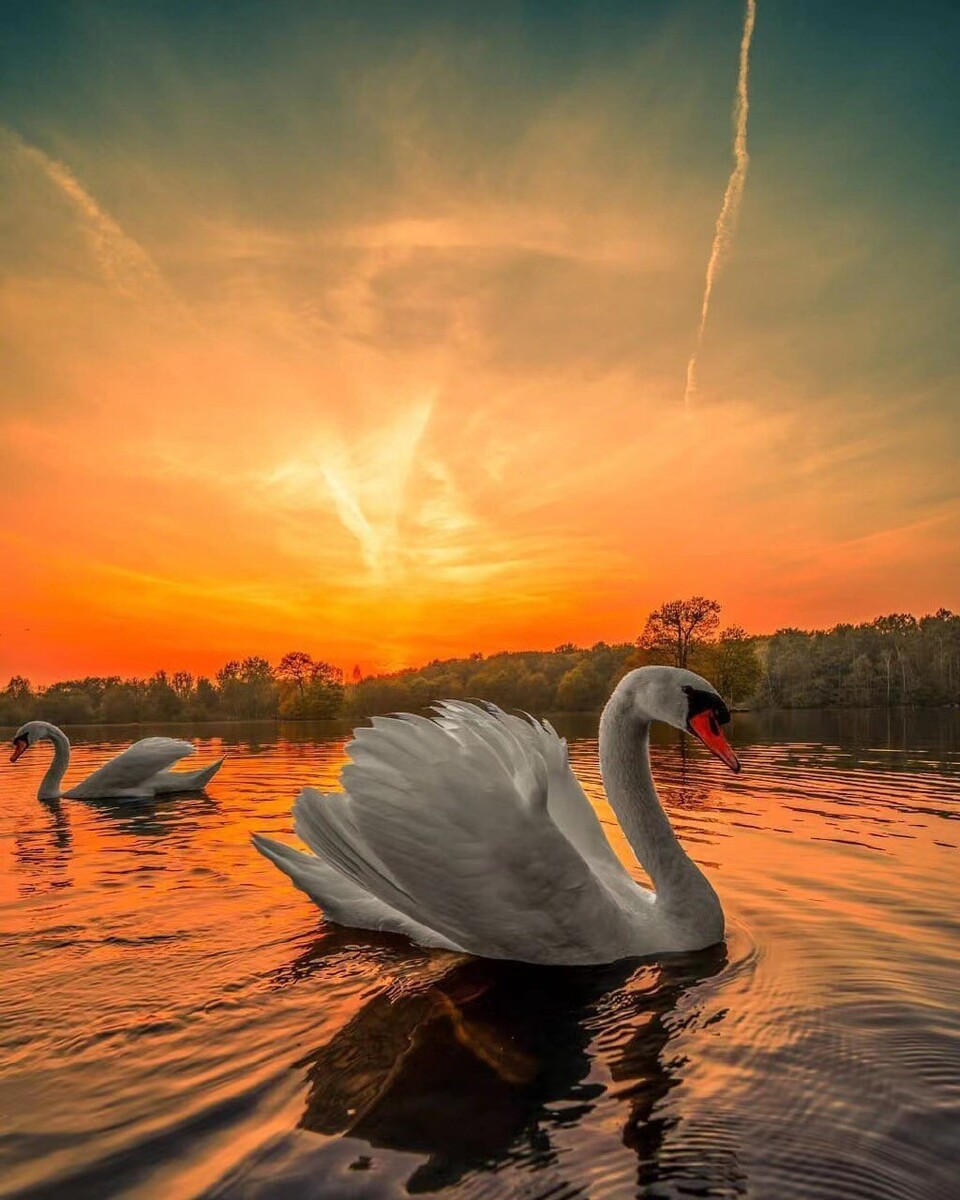 芭比之天鹅湖电影全集视频_芭比之天鹅湖影评_天鹅湖芭比动画片
