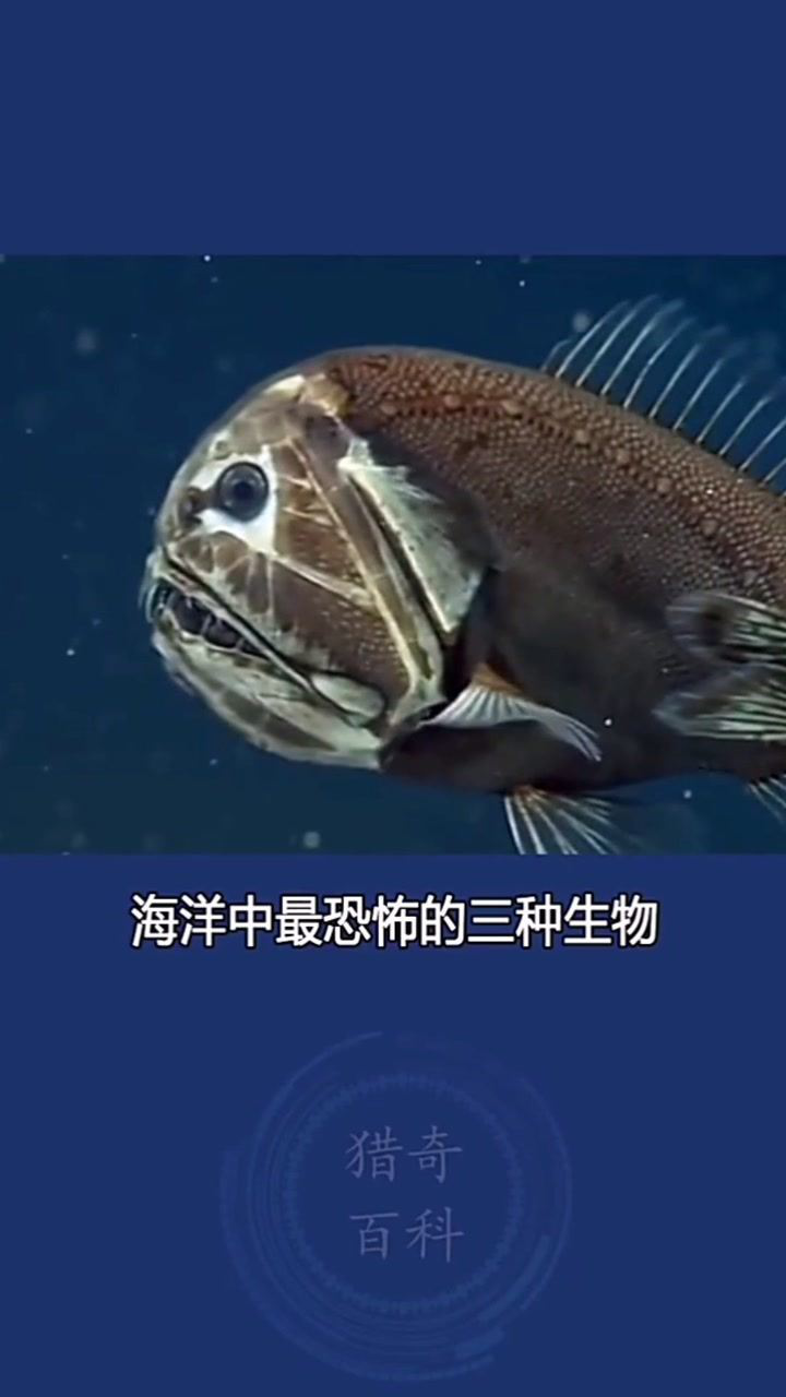 生化危机启示录2怎么玩_生化危机启示录流程短吗_启示生化录危机玩法攻略