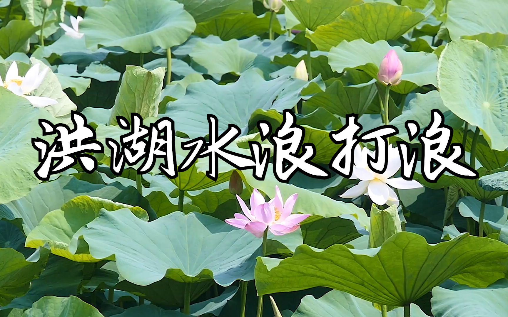 黑祖玛的歌_黑祖玛歌曲_请播放祖玛