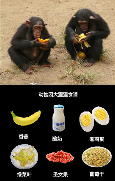 女孩 猴子 吃香蕉 妈妈_吃香蕉的小猴子_猴子吃香蕉动画片