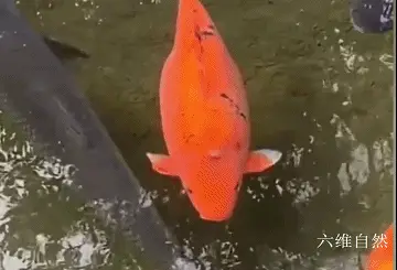 梦见鱼在水里游到岸边变成马-从水中到草原，鱼与马，谁才是真正的王者？