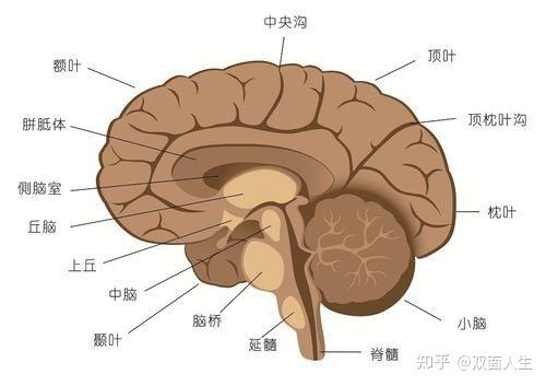 脑筋急了拐弯_大脑急转弯_脑子急拐弯题