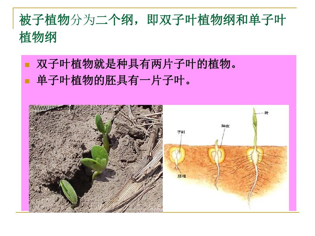 种子单子叶植物的结构_单子叶种子有什么_单子叶种子都有胚乳吗