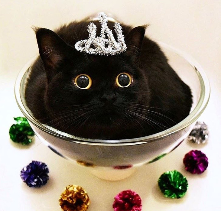 黑猫维兹下载_黑猫维兹wiki_日服黑猫维滋