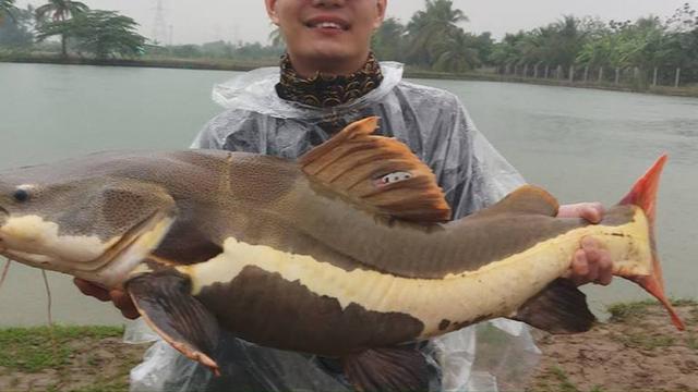 钓鱼亚马逊河能钓鱼吗_亚马逊河钓鱼视频_亚马逊河钓鱼