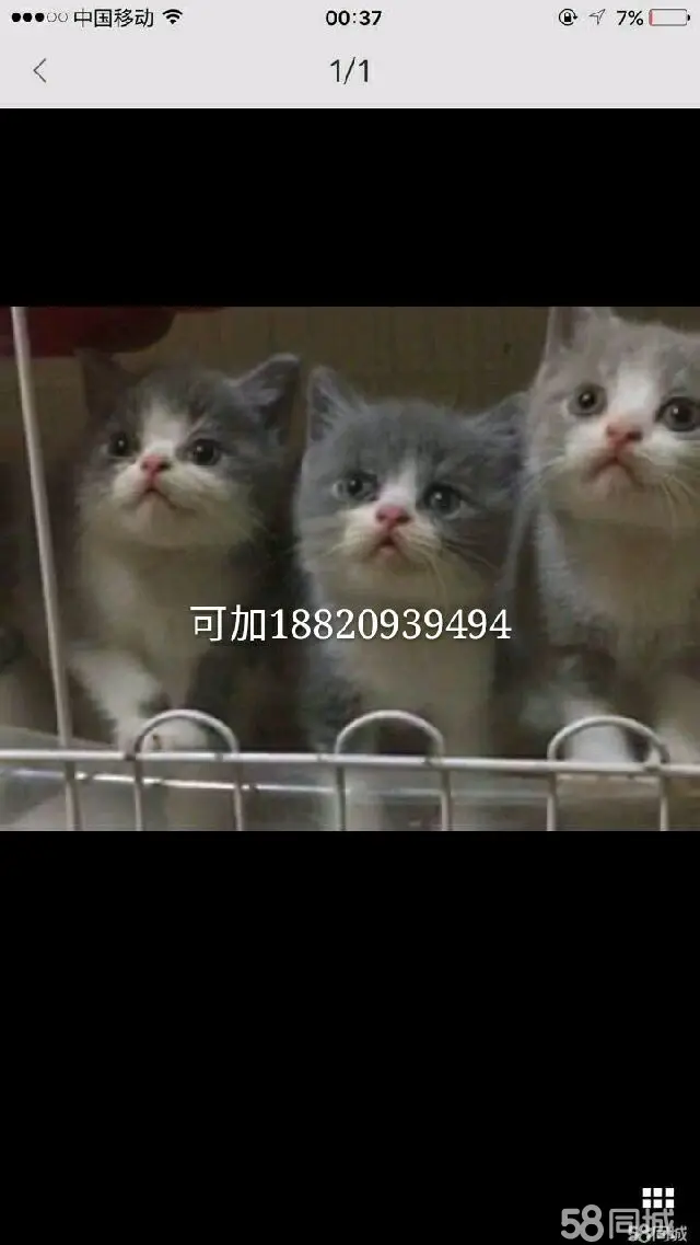 北京宠物接送平台_北京宠物58同城_北京同城活体宠物怎么快递