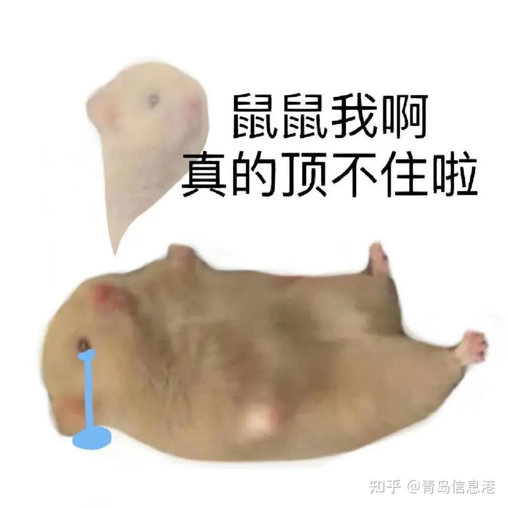 拉斯卡尔浣熊玩偶_拉斯卡尔浣熊玩偶_拉斯卡尔浣熊玩偶