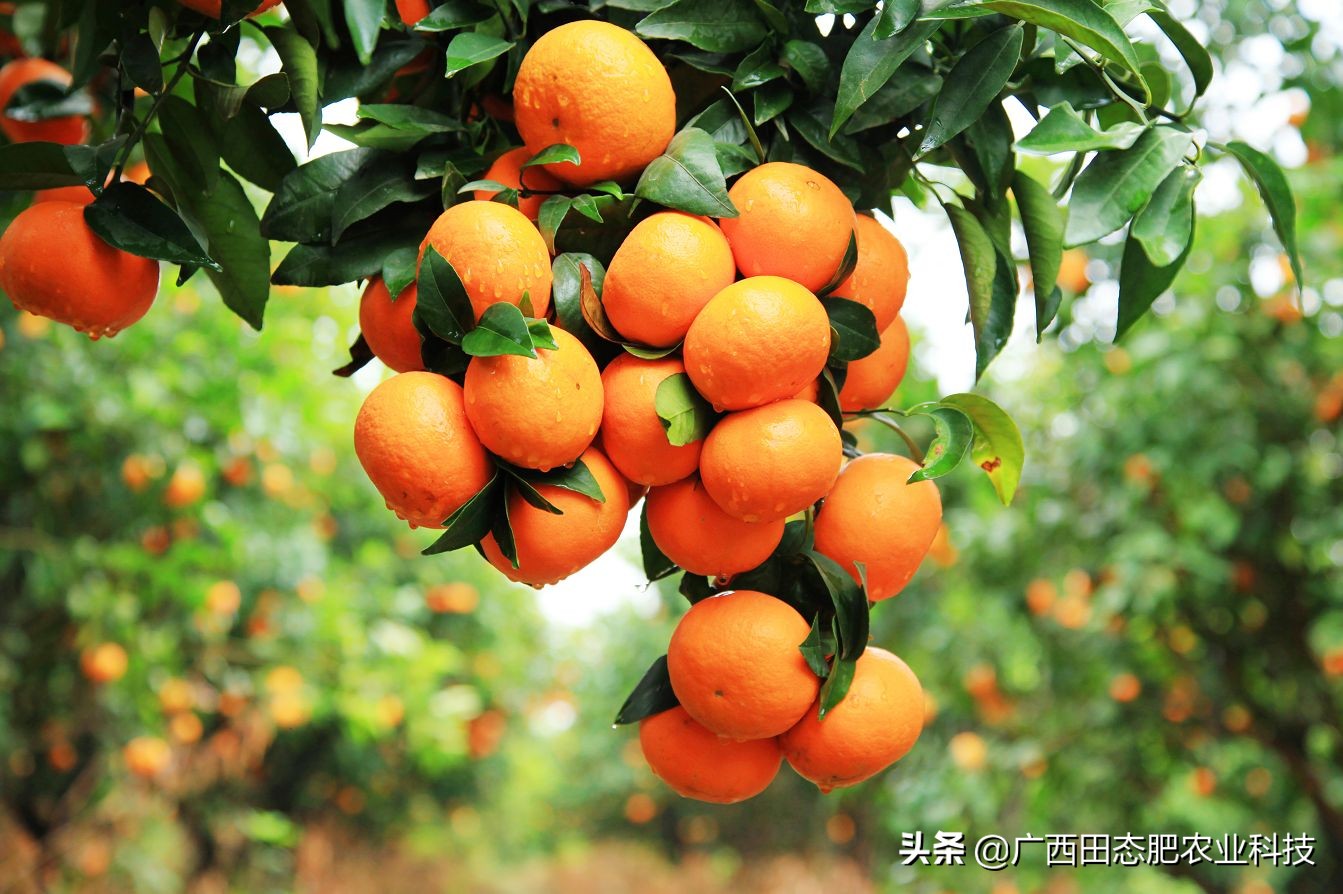 灭虫大战作文_大战害虫植物作文怎么写_植物大战害虫作文