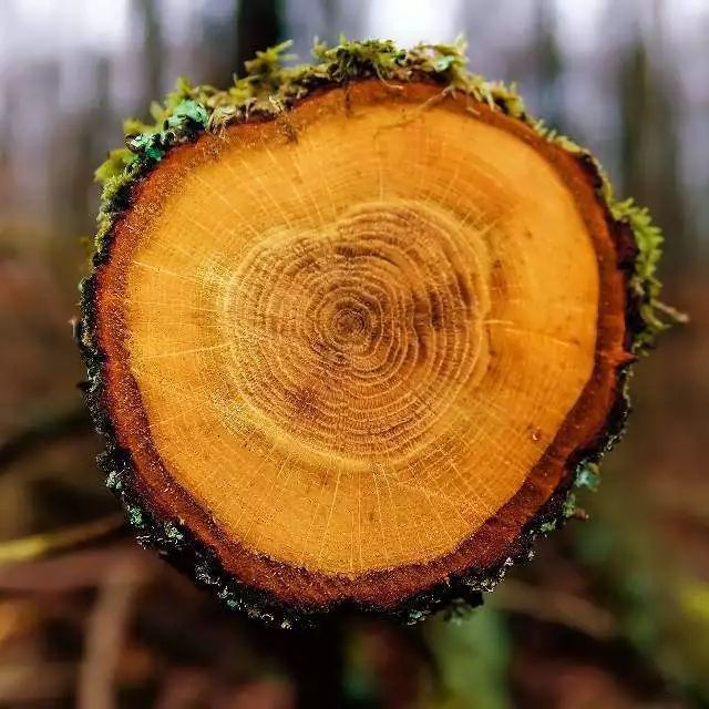 真菌界代表生物_真菌世界说明_真菌的世界