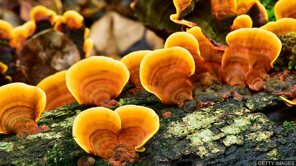 真菌界代表生物_真菌的世界_真菌世界说明