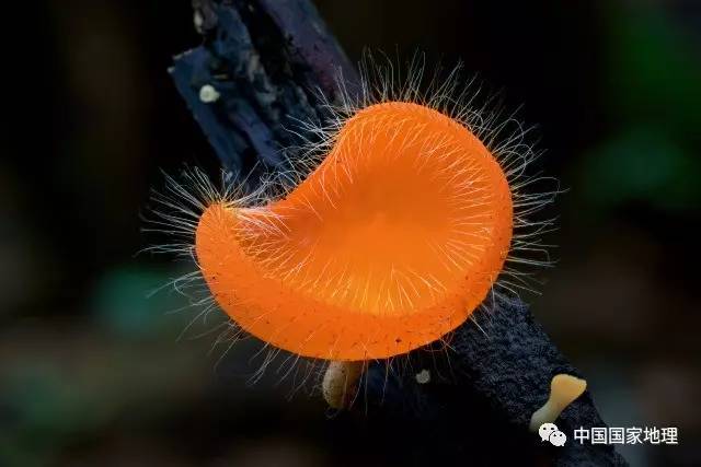 真菌界代表生物_真菌世界说明_真菌的世界