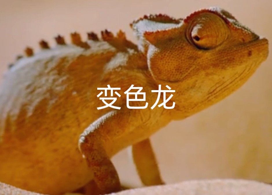 口袋妖怪变色龙挡路怎么办_口袋妖怪变色龙可不可以进化_口袋妖怪变色龙