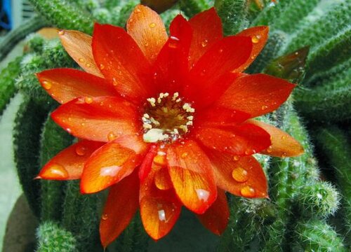 植物大战毛毛虫作文_毛毛虫大比拼作文_毛毛虫大作战作文