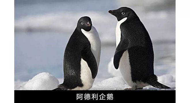 企鹅餐厅游戏攻略_企鹅餐厅为什么打不开_企鹅餐厅手机游戏攻略