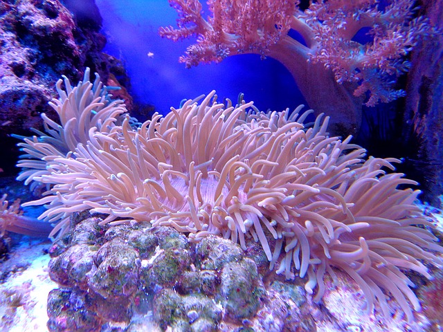 珊瑚海群岛_珊瑚岛海滩_珊瑚海的海岛