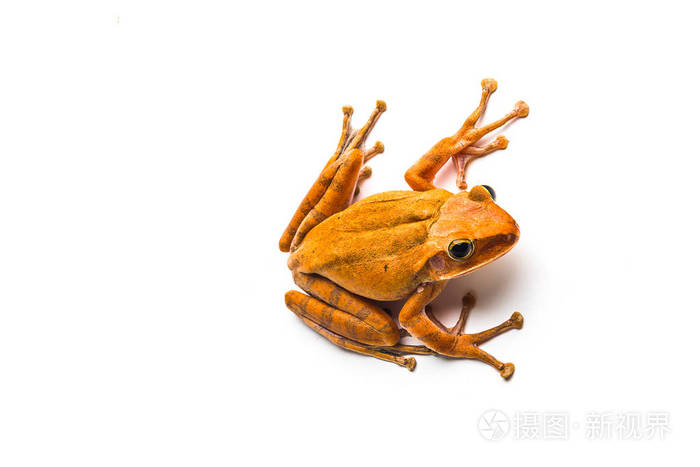 青蛙饲料多少钱一斤_青蛙饲料多少钱一斤_青蛙饲料多少钱一斤