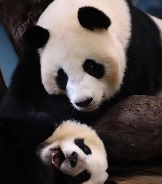 梦幻西游牧场熊猫_梦幻西游牧场熊猫攻略_熊猫梦幻西游牧场攻略图