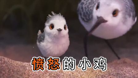 形容小鸡抢吃的句子_写小鸡抢食的样子_描写小鸡抢食吃的句子