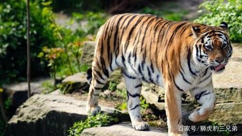 丧尸围城3哪里有电锯_丧尸围城2电锯男怎么打_丧尸围城2锯片组合
