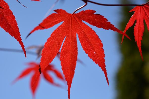 孙策袭夺牛渚营_偷袭孙策的人_孙策攻破皖城