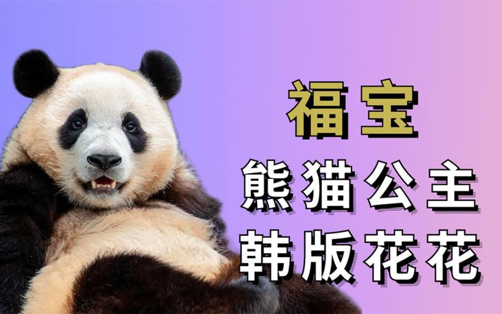 熊猫抱什么意思_在哪里可以抱熊猫_熊猫抱是什么样子的