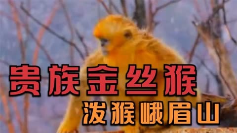 太空猴子_为什么猴子是第一个上外太空的_太空猴子动画片