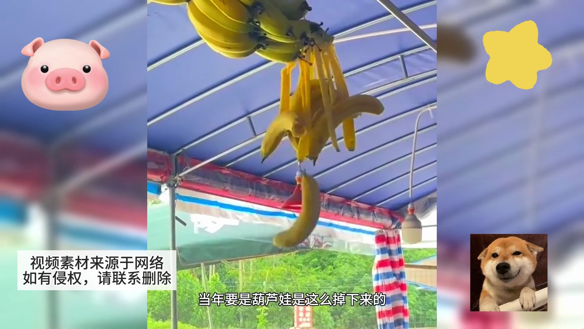 猴子香蕉什么意思_五只猴子吃香蕉喷水_香蕉猴子喷水吃了会怎样