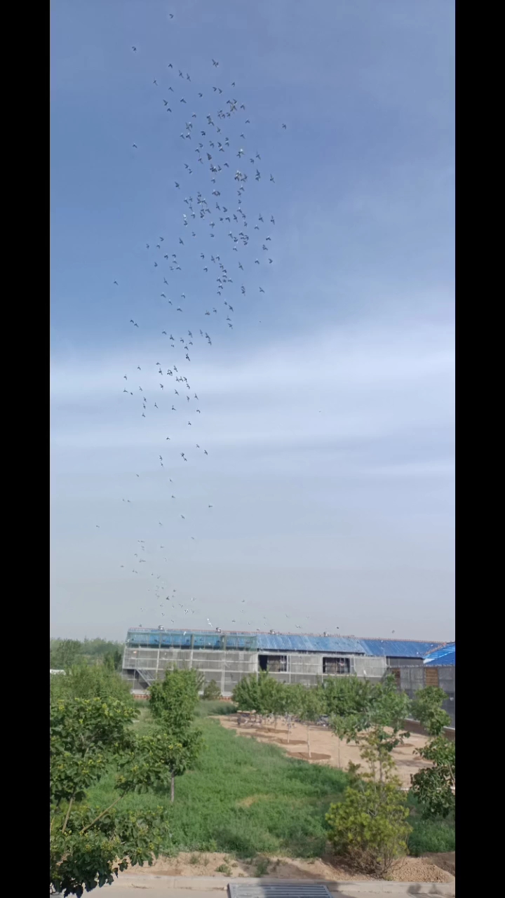 李永生鸽舍_鸽界李永生_北京李永生鸽舍视频